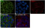 TET2 Antibody in Immunocytochemistry (ICC/IF)