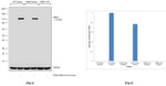 UBE1L Antibody in Western Blot (WB)