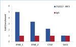 IRF3 Antibody