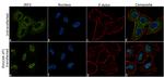 IRF3 Antibody