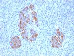 TNF-alpha (Tumor Necrosis Factor alpha) Antibody in Immunohistochemistry (Paraffin) (IHC (P))