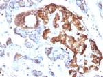 TNF-alpha (Tumor Necrosis Factor alpha) Antibody in Immunohistochemistry (Paraffin) (IHC (P))