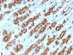 TNF-alpha (Tumor Necrosis Factor alpha) Antibody in Immunohistochemistry (Paraffin) (IHC (P))