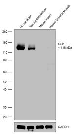 GLI1 Antibody in Western Blot (WB)