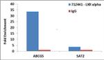 LXR alpha Antibody in ChIP Assay (ChIP)