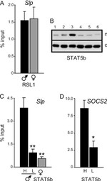 STAT5 beta Antibody in ChIP Assay (ChIP)