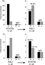 STAT5 beta Antibody in ChIP Assay (ChIP)