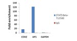 STAT5 beta Antibody in ChIP Assay (ChIP)