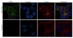 PINK1 Antibody in Immunocytochemistry (ICC/IF)