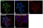 VGLL4 Antibody in Immunocytochemistry (ICC/IF)