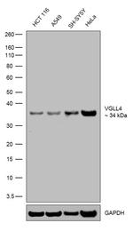 VGLL4 Antibody in Western Blot (WB)