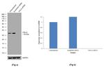 VGLL4 Antibody in Western Blot (WB)