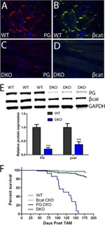 beta Catenin Antibody in Western Blot (WB)