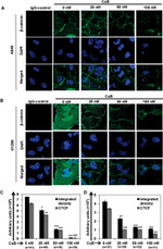 beta Catenin Antibody in Immunocytochemistry (ICC/IF)