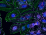 beta Catenin Antibody in Immunocytochemistry (ICC/IF)