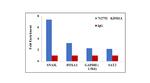 LSD1 Antibody in ChIP Assay (ChIP)