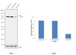 LSD1 Antibody in Western Blot (WB)