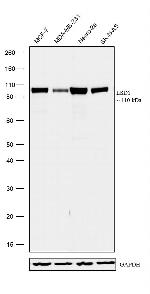 LSD1 Antibody in Western Blot (WB)