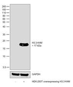 H3.3 K4M oncohistone mutant Antibody in Western Blot (WB)