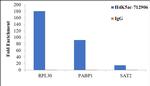 H4K5ac Antibody in ChIP Assay (ChIP)