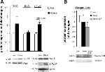 STAT4 Antibody in Western Blot (WB)