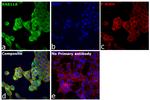 RAB11A Antibody in Immunocytochemistry (ICC/IF)