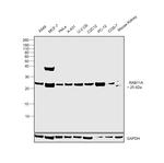 RAB11A Antibody in Western Blot (WB)