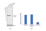 RAB11A Antibody