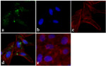 RAB11A Antibody in Immunocytochemistry (ICC/IF)