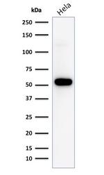 p53 Tumor Suppressor Protein Antibody in Western Blot (WB)