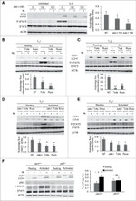 Phospho-STAT5 alpha (Tyr694) Antibody in Western Blot (WB)