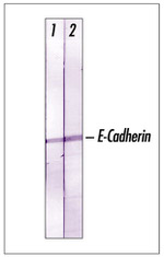 Pan-cadherin Antibody in Western Blot (WB)