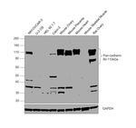 Pan-cadherin Antibody in Western Blot (WB)