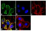 CDH11 Antibody in Immunocytochemistry (ICC/IF)