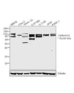 CDH11 Antibody in Western Blot (WB)