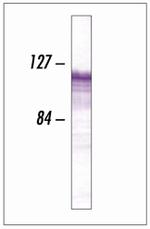 CDH11 Antibody in Western Blot (WB)