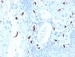 Tryptase Antibody in Immunohistochemistry (Paraffin) (IHC (P))