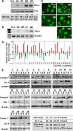 Claudin 1 Antibody in Western Blot, Immunocytochemistry (WB, ICC/IF)