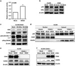 Claudin 1 Antibody in Western Blot (WB)