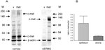 c-Met Antibody in Western Blot (WB)