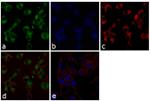 NMDAR2B Antibody in Immunocytochemistry (ICC/IF)