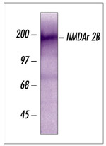 NMDAR2B Antibody in Western Blot (WB)