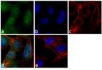 FHIT Antibody in Immunocytochemistry (ICC/IF)