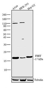 FHIT Antibody in Western Blot (WB)