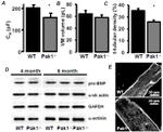 PAK1 Antibody in Western Blot, Immunohistochemistry (WB, IHC)