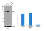 PAK1 Antibody