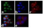 Phospho-Lyn (Tyr507) Antibody in Immunocytochemistry (ICC/IF)