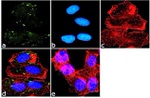 VEGF Receptor 1 Antibody in Immunocytochemistry (ICC/IF)