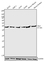 ATG3 Antibody in Western Blot (WB)