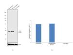 ATG3 Antibody